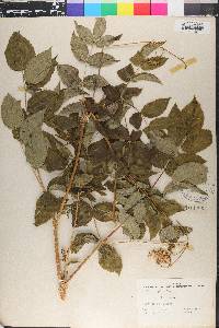 Aralia hispida image