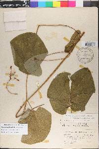 Matelea hirtelliflora image