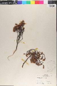 Pimelea prostrata image
