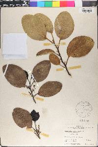 Griselinia littoralis image