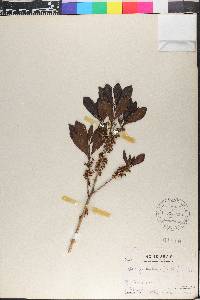 Ilex guianensis image