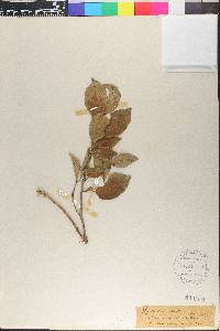 Ilex pallida image