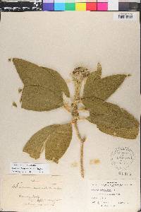 Solanum mauritianum image