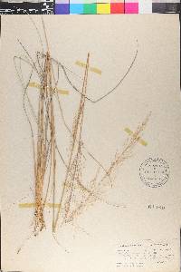 Muhlenbergia involuta image