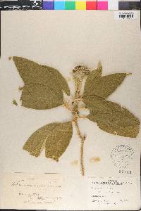 Solanum mauritianum image