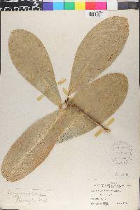 Corynocarpus laevigatus image
