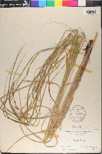 Carex emoryi image