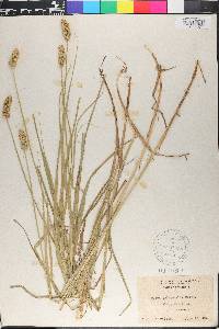 Carex cristatella image