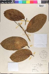 Griselinia lucida image
