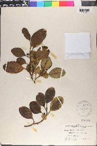 Griselinia littoralis image