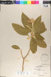 Solanum mauritianum image