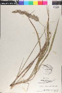 Calamagrostis cinnoides image
