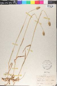 Phleum alpinum image