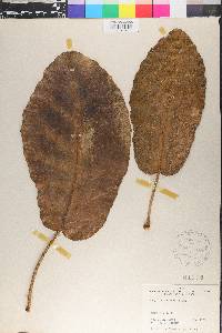 Meryta sinclairii image