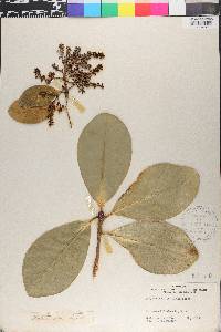Corynocarpus laevigatus image