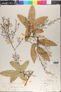 Rubus australis image
