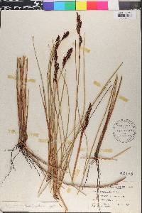 Machaerina teretifolia image