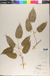 Rubus australis image