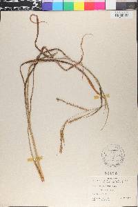 Paspalum dilatatum image