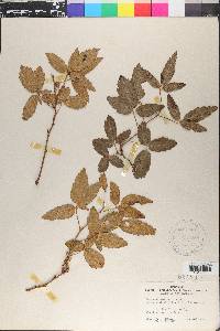 Rubus cissoides image