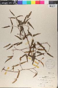 Rubus cissoides image