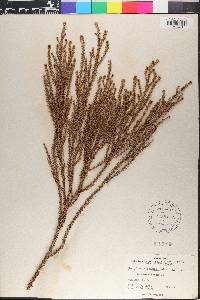 Dacrydium cupressinum image