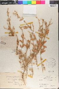 Atriplex prostrata image