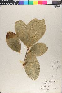Corynocarpus laevigatus image