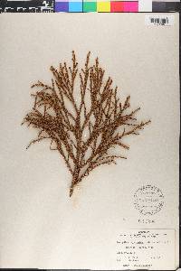 Dacrydium cupressinum image