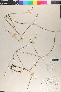 Rubus cissoides image