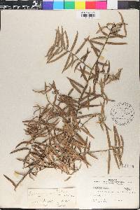 Podocarpus totara image