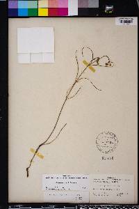 Asclepias feayi image