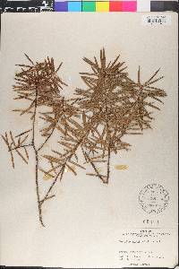 Halocarpus kirkii image