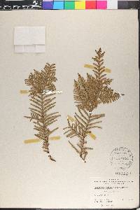 Libocedrus plumosa image