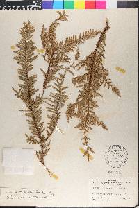 Libocedrus plumosa image