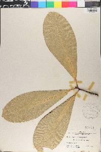 Corynocarpus laevigatus image