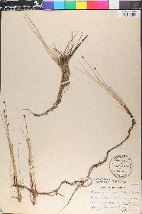 Eleocharis tenuis image