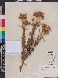 Garberia heterophylla image