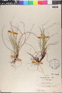 Carex abdita image