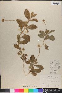 Spilanthes urens image