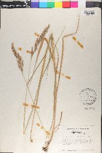 Calamagrostis cinnoides image