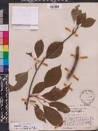 Schisandra glabra image