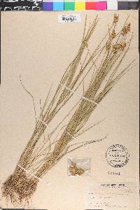 Carex alopecoidea image