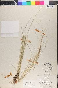 Hesperostipa spartea image