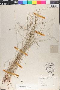 Eleocharis erythropoda image