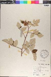 Rubus racemosus image