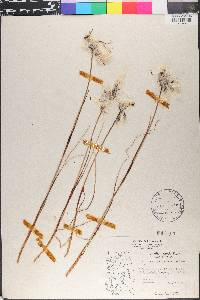 Eriophorum angustifolium image