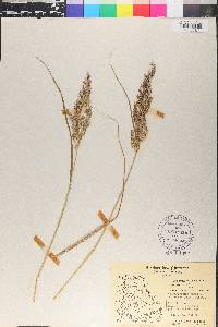 Calamagrostis canadensis var. scabra image
