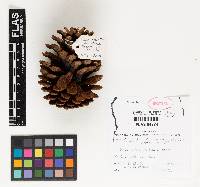 Pinus elliottii image