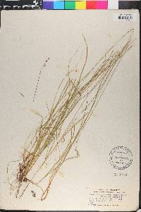 Carex brunnescens subsp. sphaerostachya image